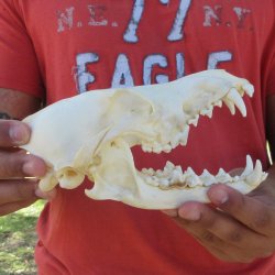 7-1/4" Coyote ...