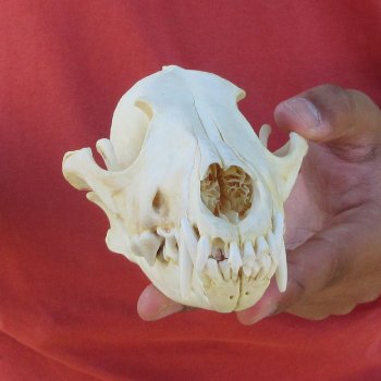 7-1/4" Coyote Skull 