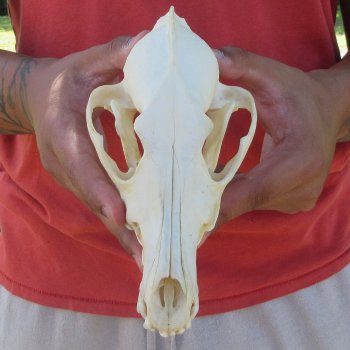 7-1/4" Coyote Skull 