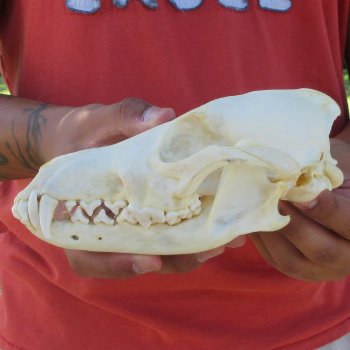 7-1/4" Coyote Skull 