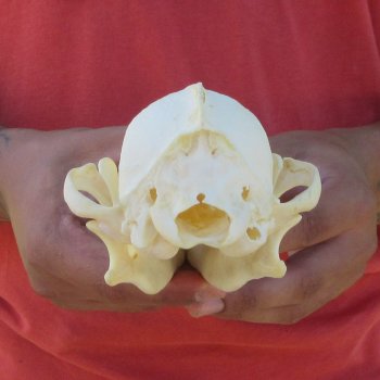 7-1/4" Coyote Skull 