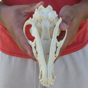 7-1/4" Coyote Skull 