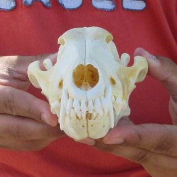 7-1/4" Coyote Skull 