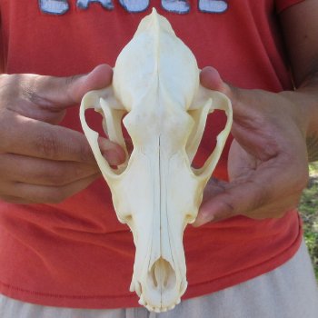 7-1/4" Coyote Skull 