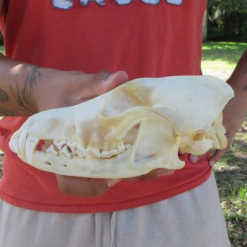 7-1/4" Coyote Skull 