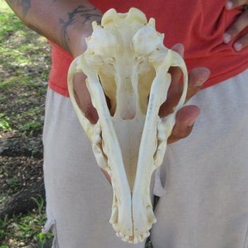 7-1/4" Coyote Skull 