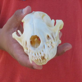 7-1/2" Coyote Skull 