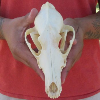 7-1/2" Coyote Skull 