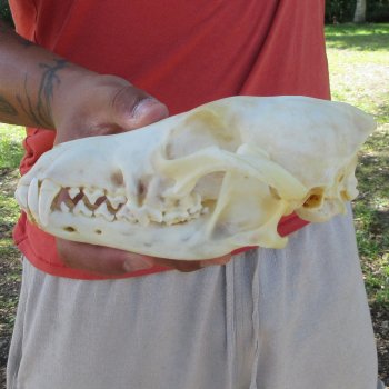 7-1/2" Coyote Skull 