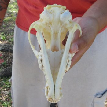 7-1/2" Coyote Skull 