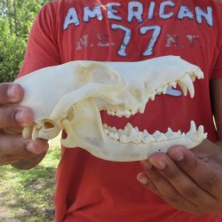 7-1/2" Coyote ...