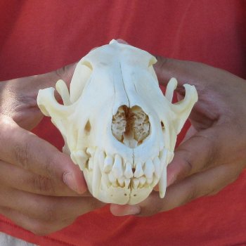 7-1/2" Coyote Skull 