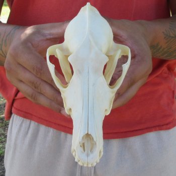 7-1/2" Coyote Skull 