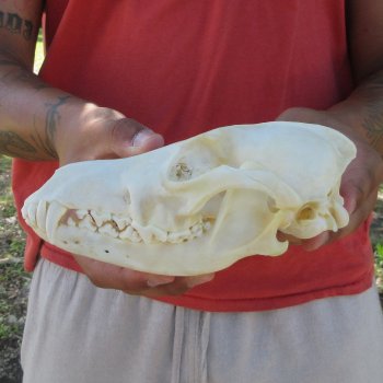 7-1/2" Coyote Skull 