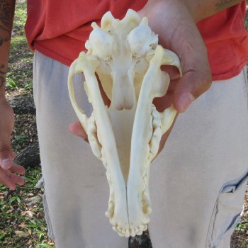 7-1/2" Coyote Skull 