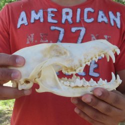 8-1/4" Coyote ...