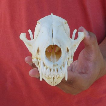 8-1/4" Coyote Skull 