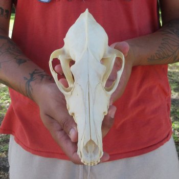 8-1/4" Coyote Skull 
