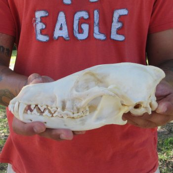 8-1/4" Coyote Skull 