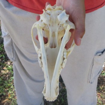 8-1/4" Coyote Skull 