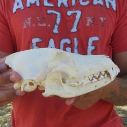7-1/2" Coyote ...