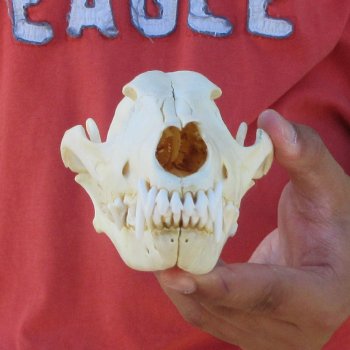 7-1/2" Coyote Skull 