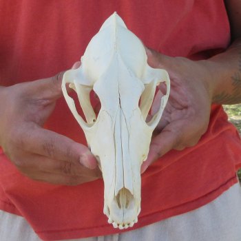 7-1/2" Coyote Skull 