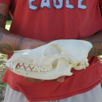 7-1/2" Coyote Skull 