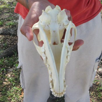 7-1/2" Coyote Skull 