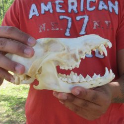 7-3/4" Coyote ...