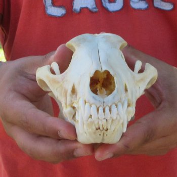 7-3/4" Coyote Skull 
