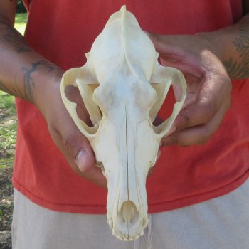 7-3/4" Coyote Skull 