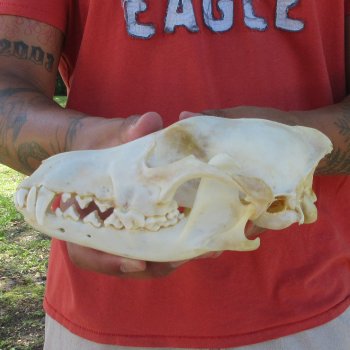 7-3/4" Coyote Skull 