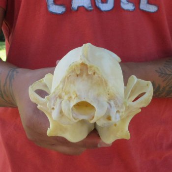 7-3/4" Coyote Skull 