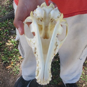 7-3/4" Coyote Skull 