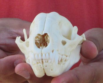 Raccoon Skull 4-1/2 inch - $33