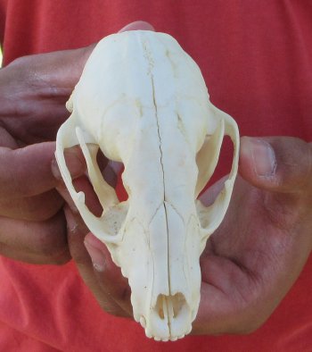 Raccoon Skull 4-1/2 inch - $33