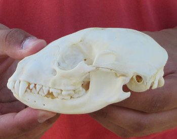 Raccoon Skull 4-1/2 inch - $33