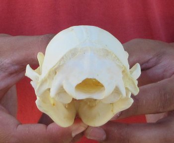 Raccoon Skull 4-1/2 inch - $33