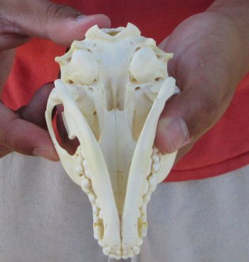 Raccoon Skull 4-1/2 inch - $33