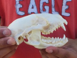 Raccoon Skull 5 inc...