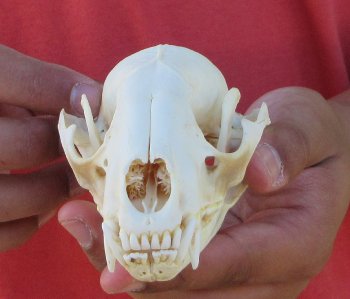 Raccoon Skull 5 inch - $33