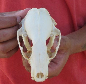 Raccoon Skull 5 inch - $33