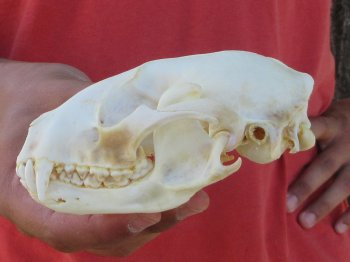 Raccoon Skull 5 inch - $33