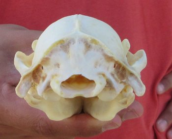 Raccoon Skull 5 inch - $33