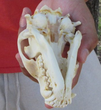 Raccoon Skull 5 inch - $33