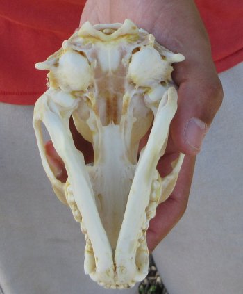 Raccoon Skull 5 inch - $33