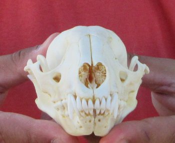 Raccoon Skull 4-1/2 inch - $33
