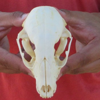 Raccoon Skull 4-1/2 inch - $33