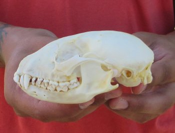 Raccoon Skull 4-1/2 inch - $33
